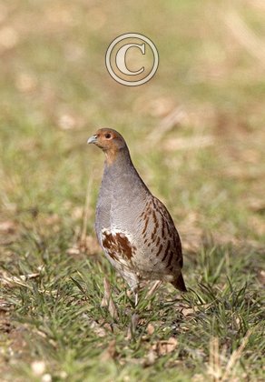 Grey Partridge  4